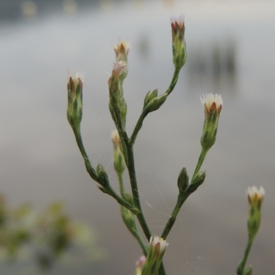 Symphyotrichum subulatum (Wild Aster, Bushy Starwort) at Lake Burley Griffin West - 24 Mar 2016 by michaelb