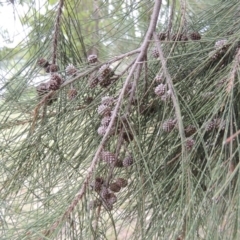 Casuarina cunninghamiana subsp. cunninghamiana (River She-Oak, River Oak) at Yarralumla, ACT - 24 Mar 2016 by michaelb