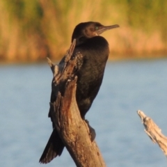 Phalacrocorax sulcirostris (Little Black Cormorant) at Point Hut Pond - 28 Oct 2015 by michaelb