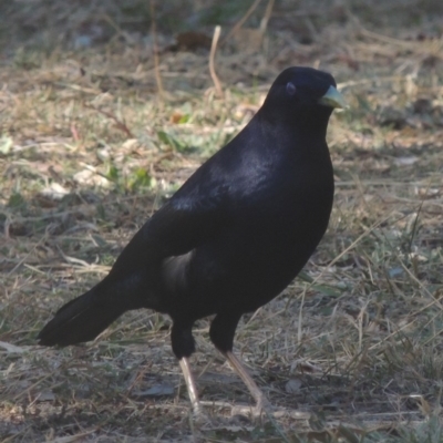 Ptilonorhynchus violaceus (Satin Bowerbird) at Pollinator-friendly garden Conder - 4 May 2016 by michaelb