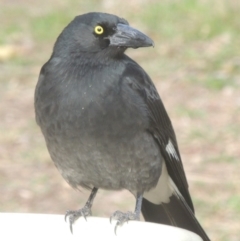 Strepera graculina (Pied Currawong) at Conder, ACT - 11 May 2016 by MichaelBedingfield