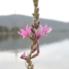 Lythrum salicaria (Purple Loosestrife) at Lake Burley Griffin West - 24 Mar 2016 by michaelb