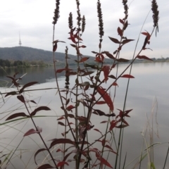 Lythrum salicaria at Yarralumla, ACT - 24 Mar 2016 05:51 PM