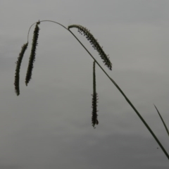 Paspalum dilatatum (Paspalum) at Lake Burley Griffin West - 24 Mar 2016 by michaelb