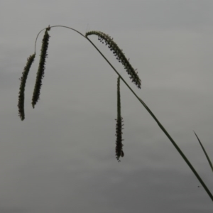 Paspalum dilatatum at Yarralumla, ACT - 24 Mar 2016