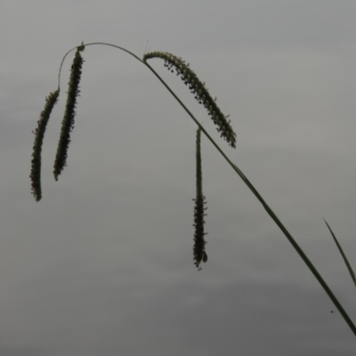 Paspalum dilatatum (Paspalum) at Lake Burley Griffin West - 24 Mar 2016 by michaelb