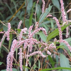 Persicaria lapathifolia at Yarralumla, ACT - 24 Mar 2016