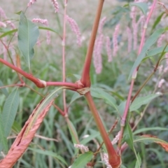 Persicaria lapathifolia at Yarralumla, ACT - 24 Mar 2016 06:18 PM