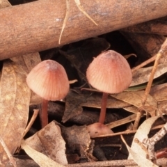 Mycena kuurkacea (Bleeding Mycena) at Macquarie, ACT - 9 Jul 2016 by Heino