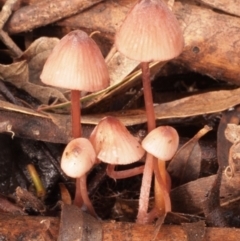 Mycena kuurkacea at Macquarie, ACT - 10 Jul 2016 12:00 AM