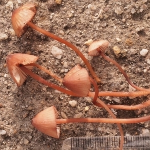 Mycena kuurkacea at Macquarie, ACT - 10 Jul 2016 12:00 AM