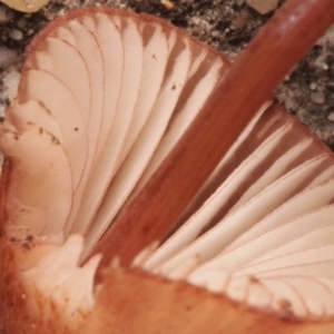 Mycena kuurkacea at Macquarie, ACT - 10 Jul 2016 12:00 AM