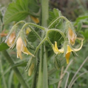 Solanum lycopersicum at Yarralumla, ACT - 24 Mar 2016