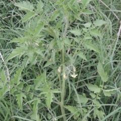 Solanum lycopersicum at Yarralumla, ACT - 24 Mar 2016