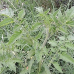 Solanum lycopersicum at Yarralumla, ACT - 24 Mar 2016