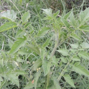 Solanum lycopersicum at Yarralumla, ACT - 24 Mar 2016