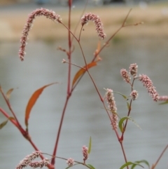 Persicaria lapathifolia (Pale Knotweed) at Lake Burley Griffin West - 24 Mar 2016 by michaelb