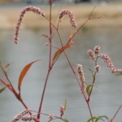 Persicaria lapathifolia (Pale Knotweed) at Yarralumla, ACT - 24 Mar 2016 by MichaelBedingfield