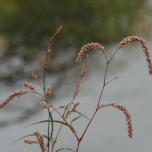 Persicaria lapathifolia at Yarralumla, ACT - 24 Mar 2016