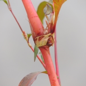 Persicaria lapathifolia at Yarralumla, ACT - 24 Mar 2016