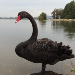 Cygnus atratus (Black Swan) at Yarralumla, ACT - 24 Mar 2016 by MichaelBedingfield