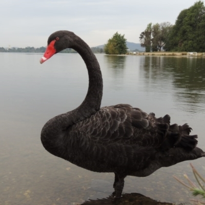 Cygnus atratus (Black Swan) at Yarralumla, ACT - 24 Mar 2016 by MichaelBedingfield