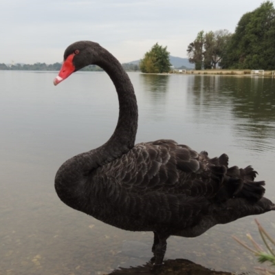 Cygnus atratus (Black Swan) at Yarralumla, ACT - 24 Mar 2016 by michaelb