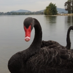 Cygnus atratus at Yarralumla, ACT - 24 Mar 2016 06:28 PM