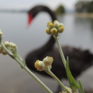 Pseudognaphalium luteoalbum at Yarralumla, ACT - 24 Mar 2016 06:27 PM