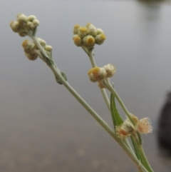 Pseudognaphalium luteoalbum at Yarralumla, ACT - 24 Mar 2016 06:27 PM