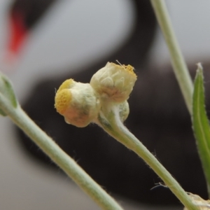 Pseudognaphalium luteoalbum at Yarralumla, ACT - 24 Mar 2016 06:27 PM