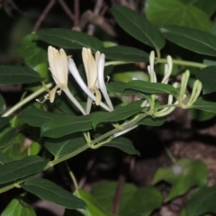 Lonicera japonica (Japanese Honeysuckle) at Lake Burley Griffin West - 24 Mar 2016 by michaelb