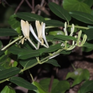 Lonicera japonica at Yarralumla, ACT - 24 Mar 2016 06:50 PM