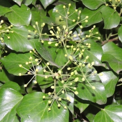 Hedera helix (Ivy) at Yarralumla, ACT - 24 Mar 2016 by michaelb