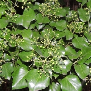 Hedera sp. (helix or hibernica) at Lake Burley Griffin West - 24 Mar 2016