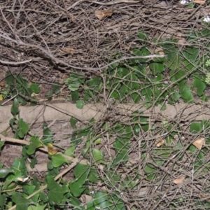 Hedera helix at Yarralumla, ACT - 24 Mar 2016