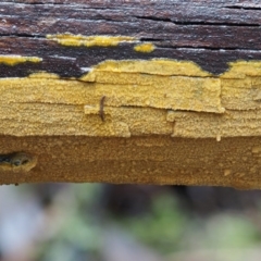 Unidentified at Namadgi National Park - 10 Jun 2016 by KenT