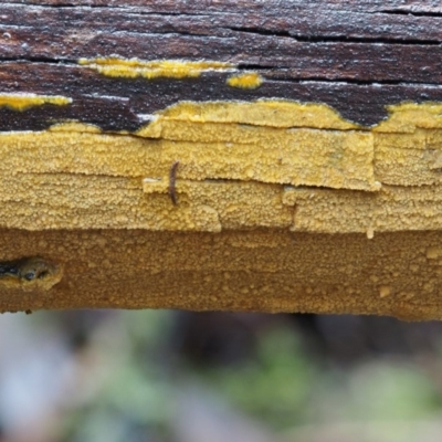 Unverified at Cotter River, ACT - 10 Jun 2016 by KenT