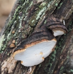 zz Polypore (shelf/hoof-like) at Black Mountain - 6 Jun 2016 by KenT