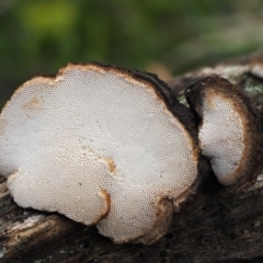 zz Polypore (shelf/hoof-like) at Acton, ACT - 6 Jun 2016 11:57 AM