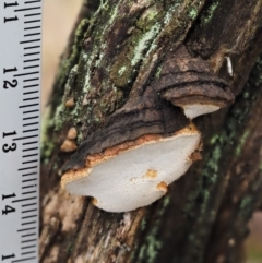 zz Polypore (shelf/hoof-like) at Acton, ACT - 6 Jun 2016 11:57 AM