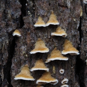 Stereum sp. at Cotter River, ACT - 10 Jun 2016