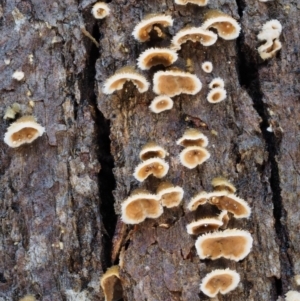 Stereum sp. at Cotter River, ACT - 10 Jun 2016