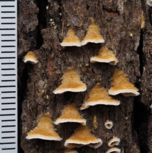 Stereum sp. at Cotter River, ACT - 10 Jun 2016