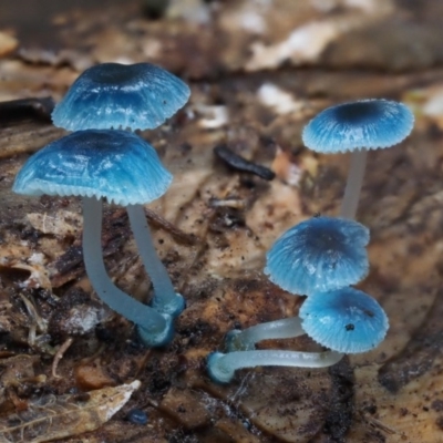 Mycena interrupta (Pixie's Parasol) at Namadgi National Park - 10 Jun 2016 by KenT