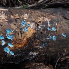 Mycena interrupta at Cotter River, ACT - 10 Jun 2016