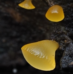Heterotextus sp. (A yellow saprophytic jelly fungi) at Cotter River, ACT - 10 Jun 2016 by KenT