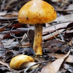 Cortinarius sinapicolor (Slimy Yellow Cortinar) at Cotter River, ACT - 10 Jun 2016 by KenT