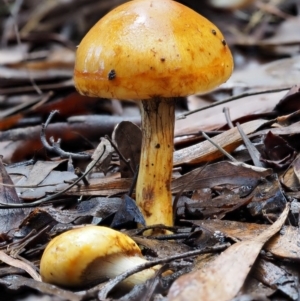 Cortinarius sinapicolor at Namadgi National Park - 10 Jun 2016 01:02 PM