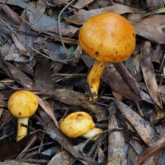 Cortinarius sinapicolor at Namadgi National Park - 10 Jun 2016 01:02 PM